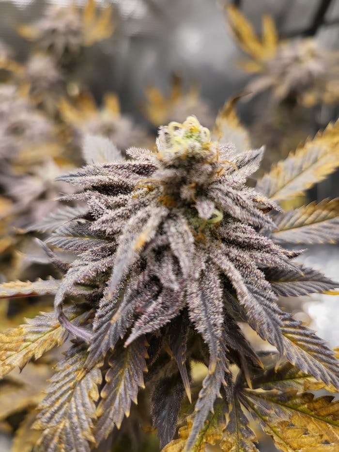 Detailed view of a frosty cannabis bud covered in trichomes, surrounded by yellowed leaves.