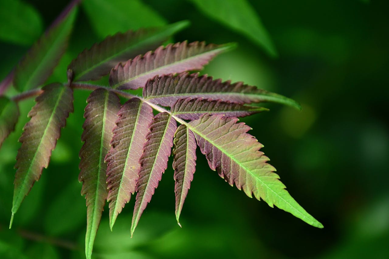 A detailed close-up of vibrant green and purple leaves in natural sunlight.