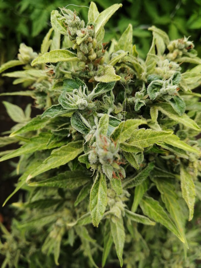 Detailed close-up of a lush green cannabis plant with flowering buds.